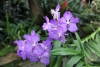 2010-10-orchideeenhoeve-luttelgeest-3-352b5796a910b456bbf9bb6a9f21b838f3c99a7c