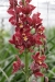2010-10-orchideeenhoeve-luttelgeest-6-179466e65d00c71f849509c27c91bd01d2d1bb5b